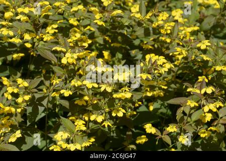 lysimachia ciliata Feuerwerkskörper mit vielen leuchtend-gelben Blüten Stockfoto