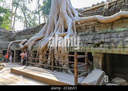 Seidenbaumbaumwolle (Ceiba pentandra) Wurzeln wachsen unter dem Mauerwerk im Ta Prohm Tempelkomplex, Siem Reap, Kambodscha, Asien Stockfoto