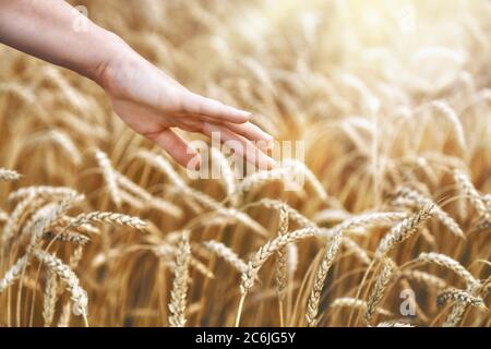 Die Hand eines Bauern Nahaufnahme berühren goldenen Weizen Ohr im Weizenfeld.