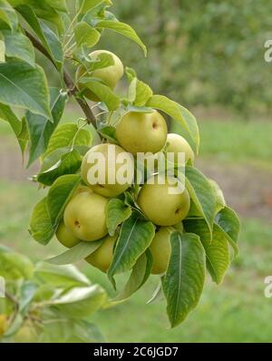 Nashi-Birne Pyrus pyrifolia an Ben Pear, Nashi Pear Pyrus pyrifolia at Ben Pear Stockfoto