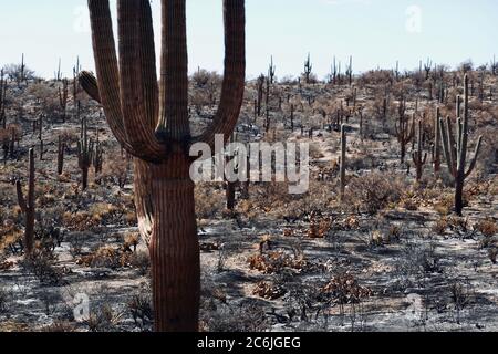 Nach einem Waldbrand in der Wüste von Arizona wurden Land, Bäume und Kakteen verbrannt. Stockfoto