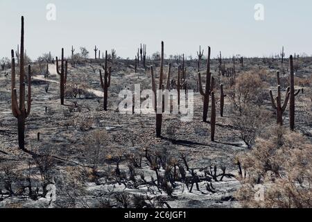 Nach einem Waldbrand in der Wüste von Arizona wurden Land, Bäume und Kakteen verbrannt. Stockfoto