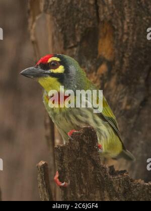 Kupfersmith-Barbet (Psilopogon haemacephalus) Stockfoto