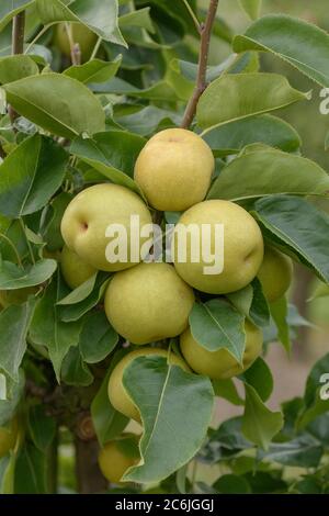 Nashi-Birne Pyrus pyrifolia an Ben Pear, Nashi Pear Pyrus pyrifolia at Ben Pear Stockfoto