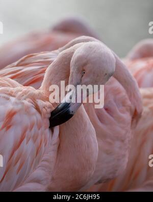Rosa Gefieder chilenischer Flamingo (Phoenicopterus chilensis) aus der Nähe Stockfoto