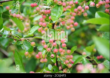 Strauch-Apfel Malus toringo var. sargentii, Strauchapfel Malus toringo var. Sargentii Stockfoto