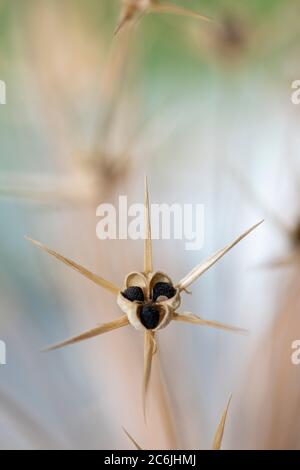 Getrocknete Blütenköpfe aus Allium Stockfoto