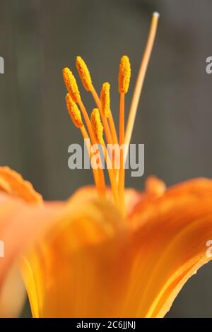 Feine und fröhliche leuchtend orange Tigerlilie in voller Blüte, Hemerocallis fulva, orange Taglilie, Tawny Taglilie, Tigertaglilie, Maissilie, fulvous. Stockfoto
