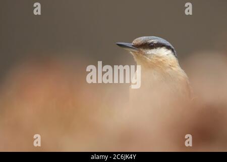 Cramenes, Leon/Spanien; 15. Februar 2020. Der eurasische Nuthatch oder Holznuthatch (Sitta europaea) ist ein kleiner Singvogel, der im gesamten Paläarktis gefunden wird Stockfoto