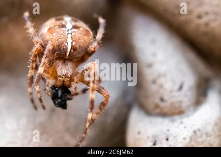 Flacher Fokus, Makroansicht einer herbstlichen europäischen Spinne, die sich auf einer gefangenen Fliege ernährt. Stockfoto