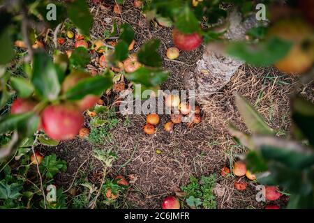 Fülle von Apfeläpfeln gesehen von einem Apfelbaum in einem Apfelgarten gefallen. Einige der Früchte können auf dem Boden neben dem AppleTree verrottet gesehen werden Stockfoto