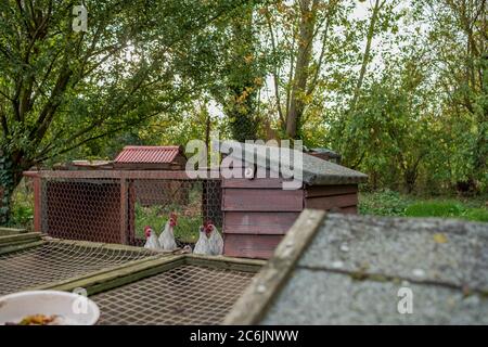 Junge weiße Hühner in einem provisorischen, hausgemachten Hühnerhaus in ländlicher Umgebung gesehen. Verschiedene hausgemachte Holz gebaut Hühnerstäuser können gesehen werden. Stockfoto