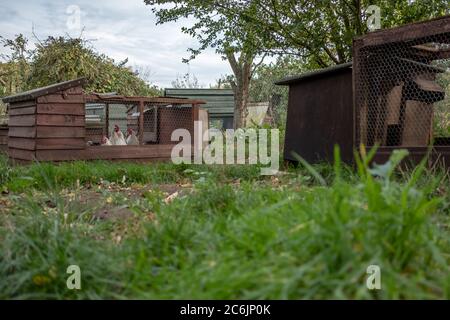 Junge weiße Hühner in einem provisorischen, hausgemachten Hühnerhaus in ländlicher Umgebung gesehen. Verschiedene hausgemachte Holz gebaut Hühnerstäuser können gesehen werden. Stockfoto