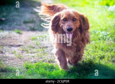 Langhaariger Dackel Hund läuft im Freien Stockfoto