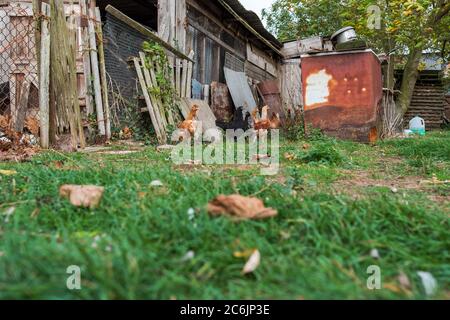 Junge weiße Hühner in einem provisorischen, hausgemachten Hühnerhaus in ländlicher Umgebung gesehen. Verschiedene hausgemachte Holz gebaut Hühnerstäuser können gesehen werden. Stockfoto