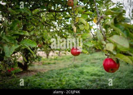 Isoliertes, flaches Bild eines Paares reifer Apfelplantage Äpfel, die im Herbst in einem kommerziellen Apfelplantage an einem Apfelbaum hängen. Stockfoto