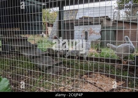 Junge weiße Hühner in einem provisorischen, hausgemachten Hühnerhaus in ländlicher Umgebung gesehen. Verschiedene hausgemachte Holz gebaut Hühnerstäuser können gesehen werden. Stockfoto