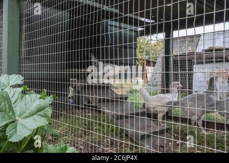 Junge weiße Hühner in einem provisorischen, hausgemachten Hühnerhaus in ländlicher Umgebung gesehen. Verschiedene hausgemachte Holz gebaut Hühnerstäuser können gesehen werden. Stockfoto