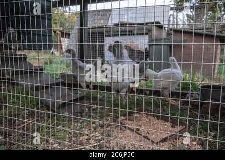 Junge weiße Hühner in einem provisorischen, hausgemachten Hühnerhaus in ländlicher Umgebung gesehen. Verschiedene hausgemachte Holz gebaut Hühnerstäuser können gesehen werden. Stockfoto