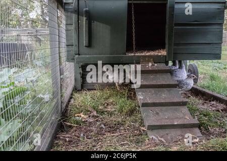 Junge weiße Hühner in einem provisorischen, hausgemachten Hühnerhaus in ländlicher Umgebung gesehen. Verschiedene hausgemachte Holz gebaut Hühnerstäuser können gesehen werden. Stockfoto