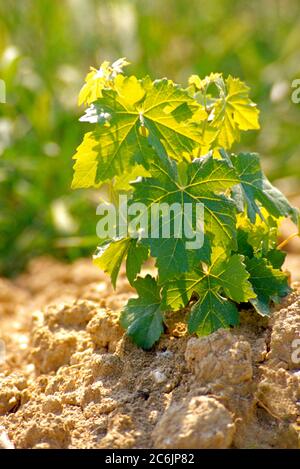 Nahaufnahme einer kleinen Weinrebe Stockfoto