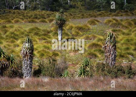 Tasmanien Landschaft, Cradle Mountain, Lake St Clair National Park Stockfoto