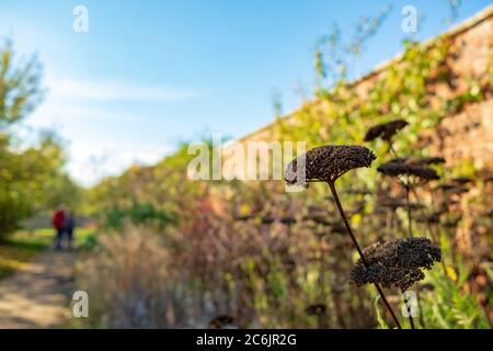 Flache Fokusansicht der schönen roten Blumen gesehen, die in einem Blumenbett neben einem ummauerten Garten wachsen. Ein Pfad führt zu einem Rasenbereich. Stockfoto