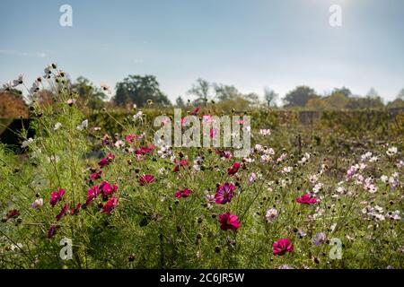 Fülle von wilden Blumen und Pflanzen gesehen wachsen in großen Garten mit einer großen Wiese im Hintergrund gesehen. Stockfoto