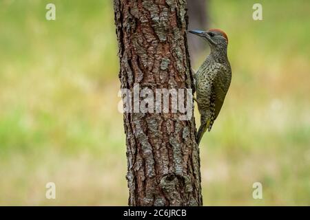 Iberischer Grünspecht Picus sharpei Cabanas Galicia Spanien Stockfoto