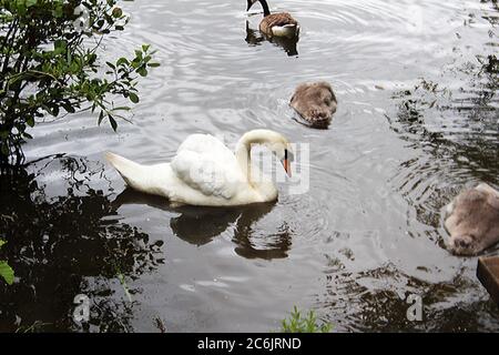 Ein erwachsener Schwan (Cygnet) mit ihren Jungen in einem See im Wasserpark Chorlton in Manchester, England Stockfoto