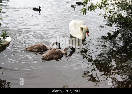 Ein erwachsener Schwan (Cygnet) mit ihren Jungen in einem See im Wasserpark Chorlton in Manchester, England Stockfoto