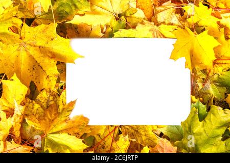 Gefallene Blätter, weißes Blatt Papier liegt auf gefallenen Blättern. Das Konzept des Herbstes Stockfoto