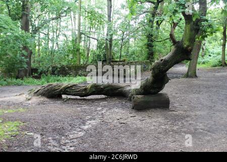 Verdrehter Baum in einer Waldlichtung am Alderley Edge in Cheshire, England Stockfoto