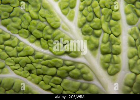 Ein Makro, das im Inneren des Blattes eines einfachen Wirsing. Stockfoto