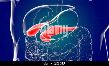 Gallenblase Human Digestive System Anatomie für medizinisches Konzept 3D Illustration Stockfoto