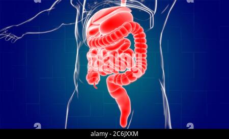 Anatomie des menschlichen Verdauungssystems für medizinisches Konzept 3D Illustration Stockfoto