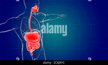 Anatomie des menschlichen Verdauungssystems für medizinisches Konzept 3D Illustration Stockfoto