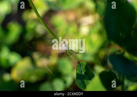 Makroaufnahme einer Spinne auf einem Netz Stockfoto