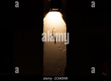 Gecko sitzt auf einer von einer Laterne beleuchteten Wand. Stockfoto