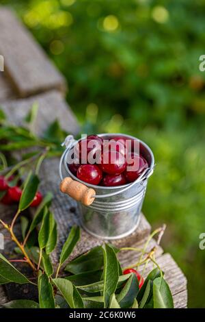 Köstliche Sauerkirschen in einem kleinen Metalleimer, Außenaufnahme Stockfoto