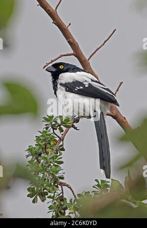 Magpie Tanager (Cissopis leverianus leverianus) Erwachsenen auf dem Zweig, Bogota, Kolumbien November gehockt Stockfoto