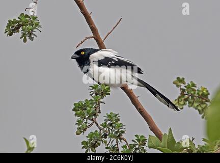 Magpie Tanager (Cissopis leverianus leverianus) Erwachsenen auf dem Zweig, Bogota, Kolumbien November gehockt Stockfoto