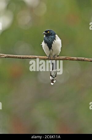 Magpie Tanager (Cissopis leverianus leverianus) Erwachsenen auf dem Zweig Bogota, Kolumbien November gehockt Stockfoto