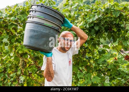 Italien Venetien Valdobbiadene - Azienda vinicola Dobladino Wein - Ernte Stockfoto