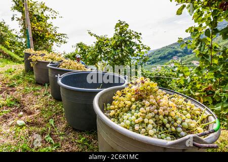 Italien Venetien Valdobbiadene - Azienda vinicola Dobladino Wein - Ernte Stockfoto