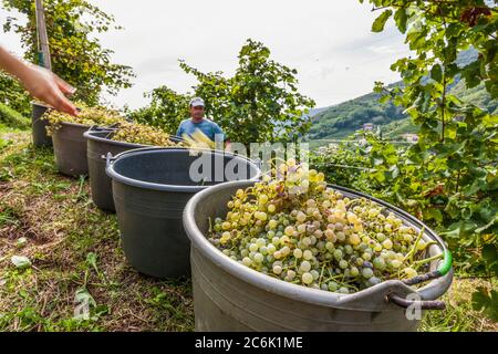 Italien Venetien Valdobbiadene - Azienda vinicola Dobladino Wein - Ernte Stockfoto