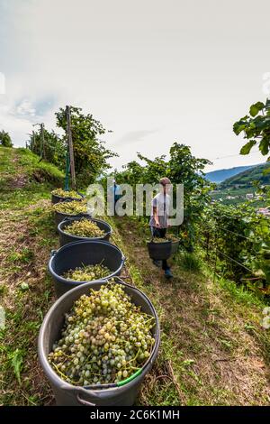 Italien Venetien Valdobbiadene - Azienda vinicola Dobladino Wein - Ernte Stockfoto