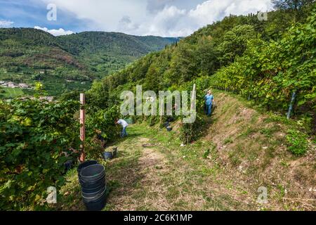 Italien Venetien Valdobbiadene - Azienda vinicola Dobladino Wein - Ernte Stockfoto