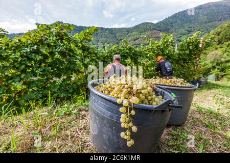 Italien Venetien Valdobbiadene - Azienda vinicola Dobladino Wein - Ernte Stockfoto