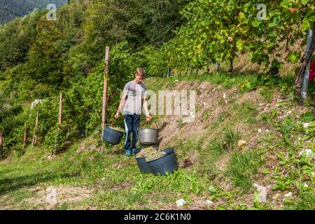 Italien Venetien Valdobbiadene - Azienda vinicola Dobladino Wein - Ernte Stockfoto